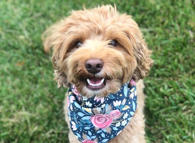 teddy